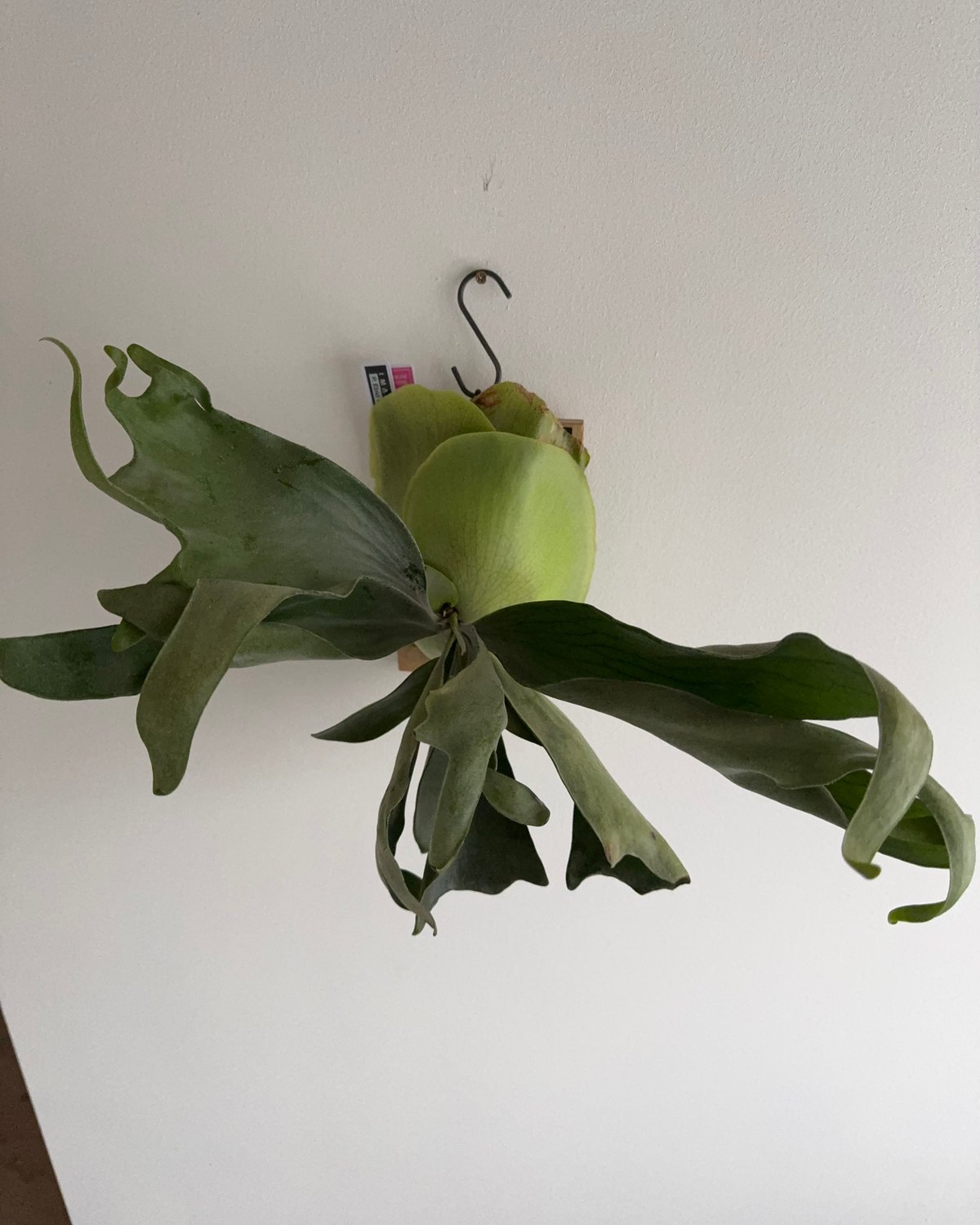 2025.12/14〜】板付ビカクシダ P. Ebid#2（TC） | IMAMA