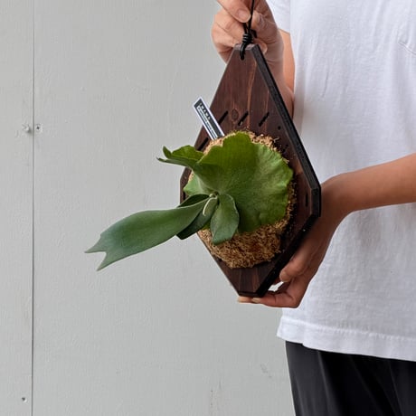 【2026.6/18〜】板付ビカクシダ　  P. wilinckii 'Aplus' sporeling