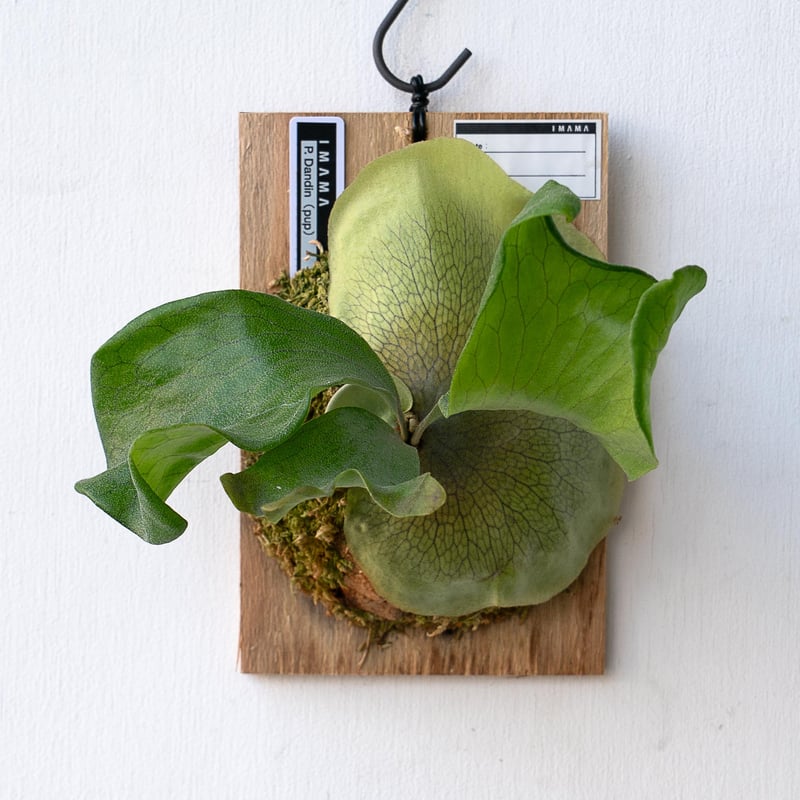 2025.11/12〜】板付ビカクシダ P. Dandin（pup） | IMAMA