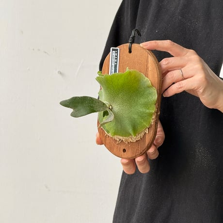 【2026.5/26〜】板付ビカクシダ　  P. wilinckii 'aplus' sporeling