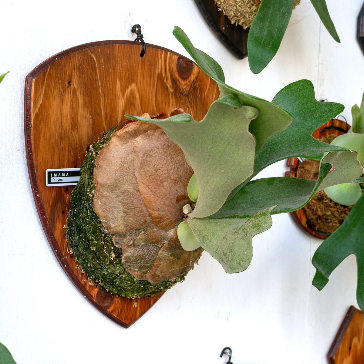 2025.8/2〜】板付ビカクシダ P. Jynx | IMAMA