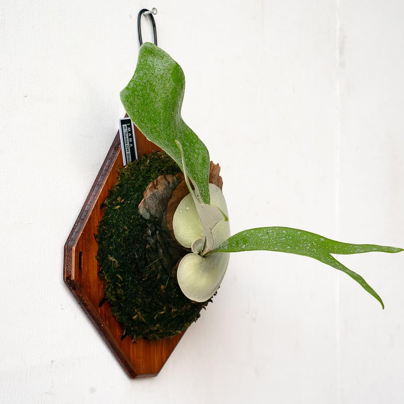 2025.11/22〜】板付ビカクシダ P. Tonkla DW 'Shine Glori