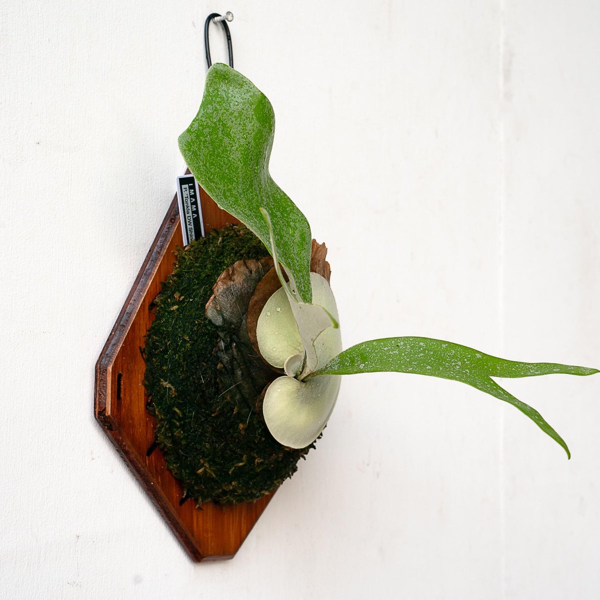 2025.11/22〜】板付ビカクシダ P. Tonkla DW 'Shine Glori