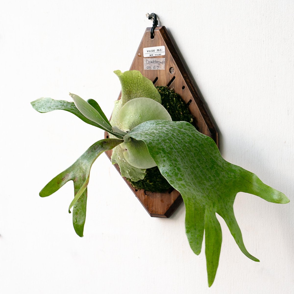 2025.11/22〜】板付ビカクシダ P. Demeter（pup） | IMAMA