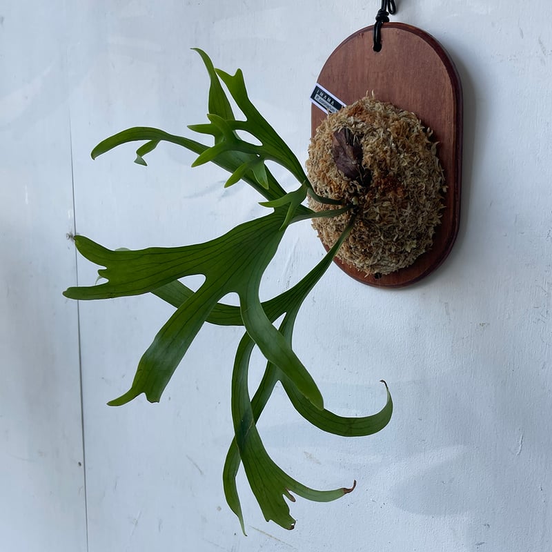 2025.6/23〜】板付ビカクシダ P. coronarium Wai Wai | IMAMA