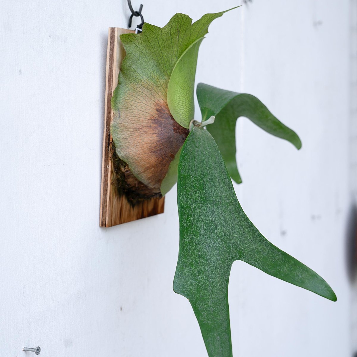 ビカクシダ　PUP6種セット　OC格安 ビカクシダ PUP6種セット OC格安 ビカクシダ PUP6種セット OC格安