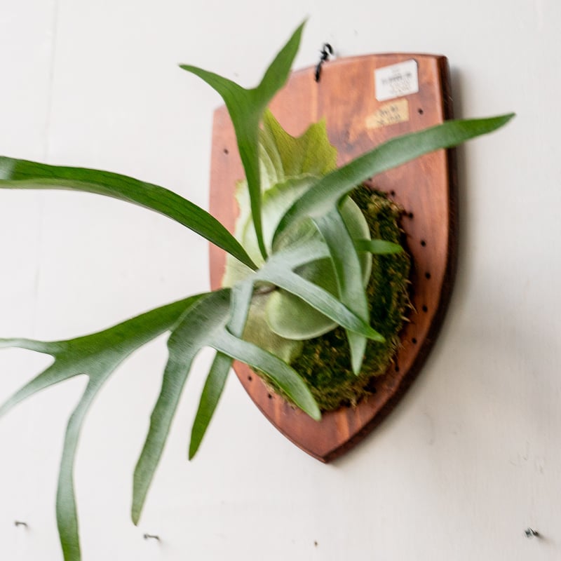 2025.11/18〜】板付ビカクシダ P. Ubon#2 （pup） | IMAMA