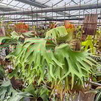 ビカクシダmr.suddan×hillii pumira kewgarden P.willinckii Bogor Mr.suddan × P.hillii Pumira Kew Gardens