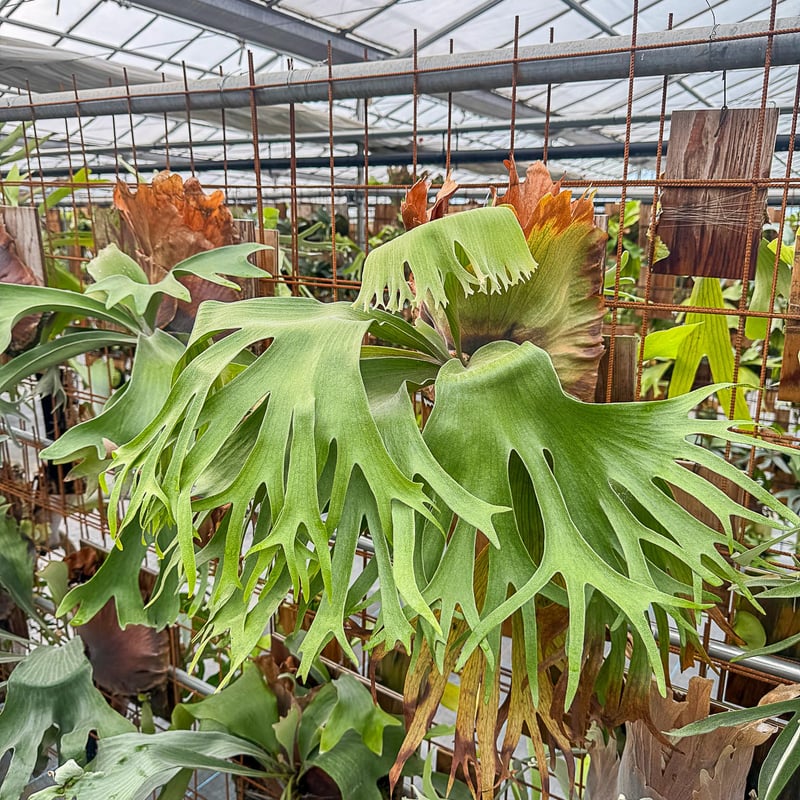 2025.7/6〜】板付ビカクシダ P. bifurcatum × P. coronari