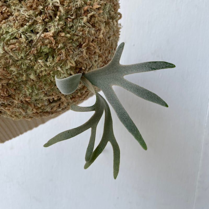 ビカクシダ P.willinckii Kaguya sporeling 2025.4/18〜】板付ビカクシダ P. willinckii 