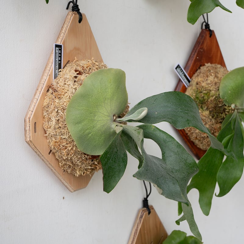 2025.9/23〜】板付ビカクシダ P. willinckii spore white