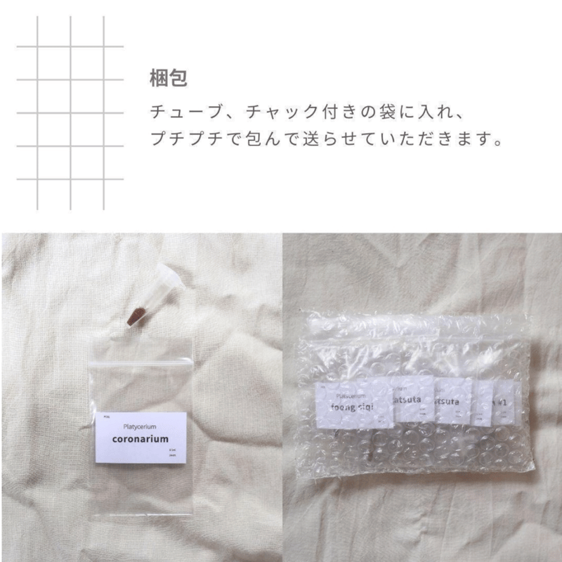 ビカクシダ胞子培養 エントリーセット ＜コラボver.＞ | IMAMA