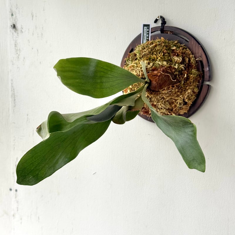 2025.5/11〜】板付ビカクシダ P. hillii dwarf（TC） | IMAMA