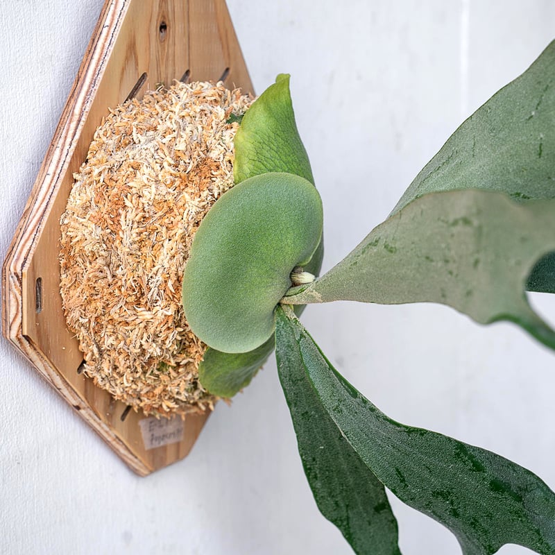 ビカクシダ　Neguse pup 2025.11/12〜】板付ビカクシダ P. Pegasus（pup） | IMAMA