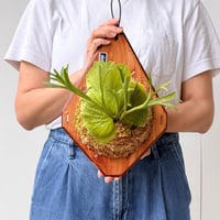 【2026.6/25〜】板付ビカクシダ　 P. coronarium 'Wai Wai'
