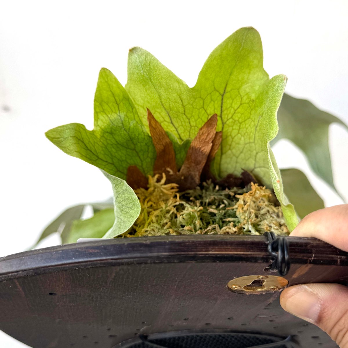 板付ビカクシダ P. Titan woot#13 | IMAMA