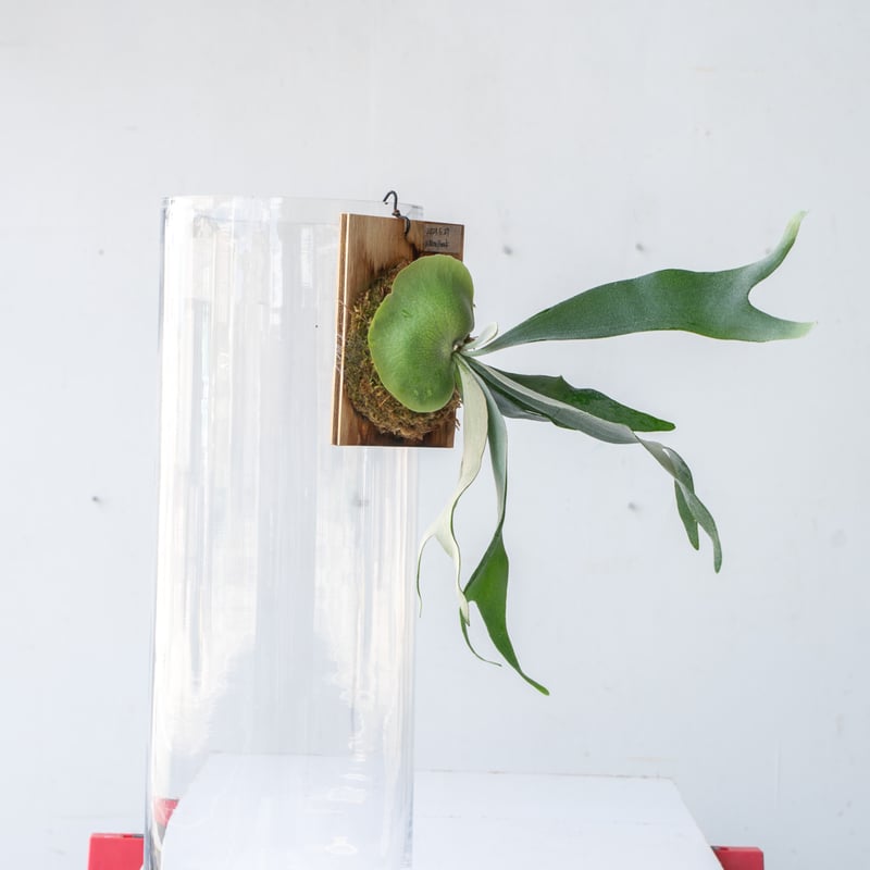 ビカクシダP.White bat sporeling ホワイトバット　焼き板付け ビカクシダP.White bat sporeling ホワイトバット焼き板付け