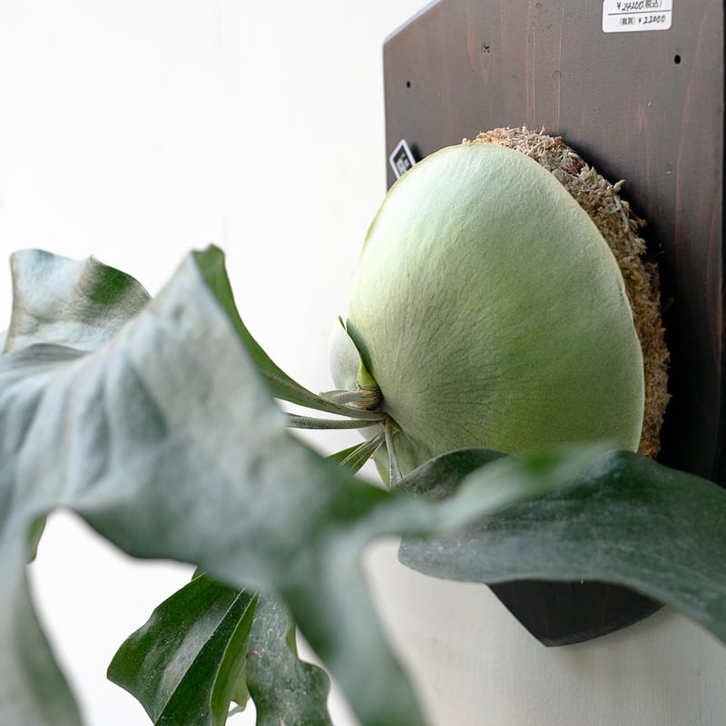 2025.11/22〜】板付ビカクシダ P. Trident（TC） | IMAMA