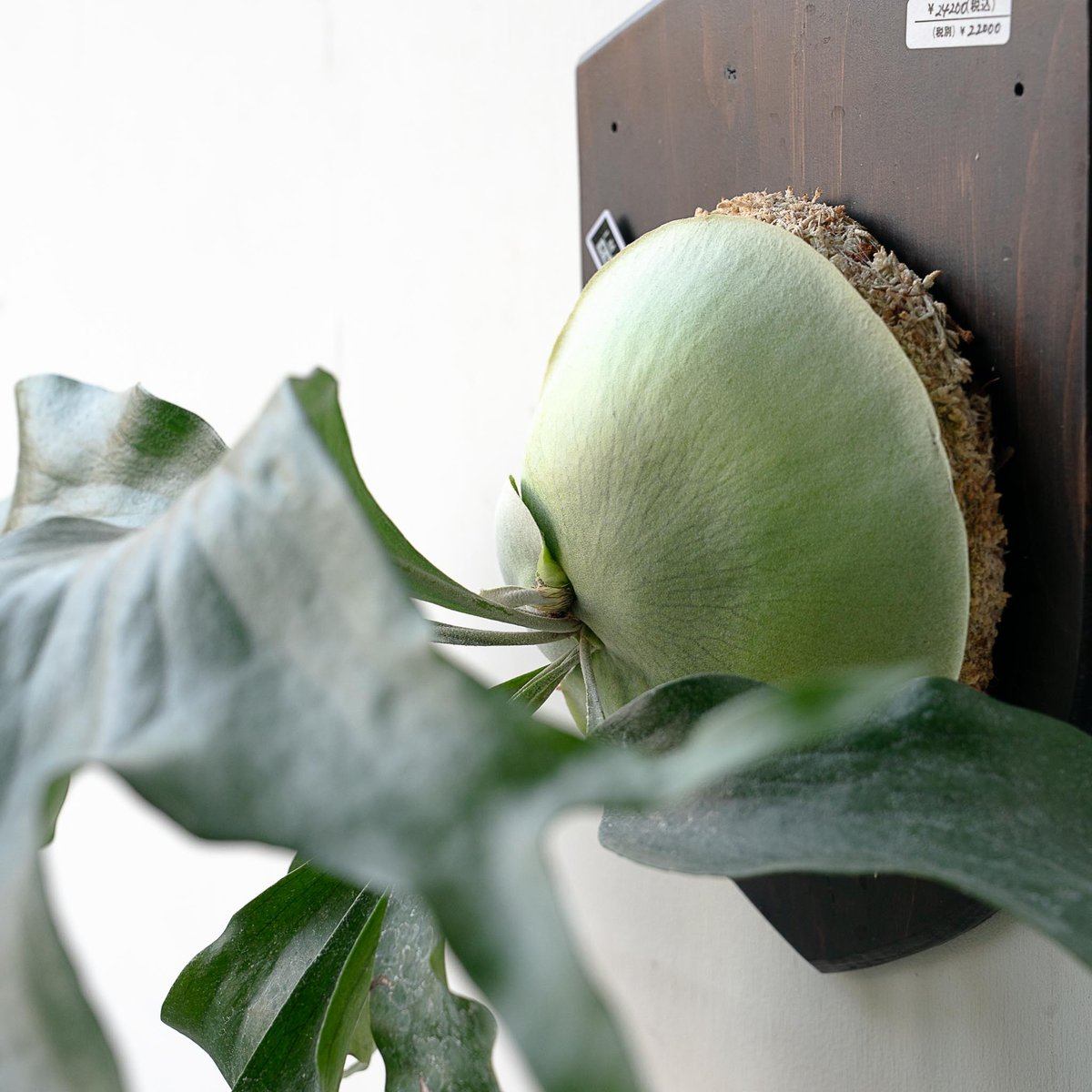 2025.11/22〜】板付ビカクシダ P. Trident（TC） | IMAMA