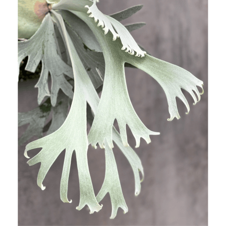 CATEGORY willinckii | IMAMA CATEGORY willinckii | IMAMA