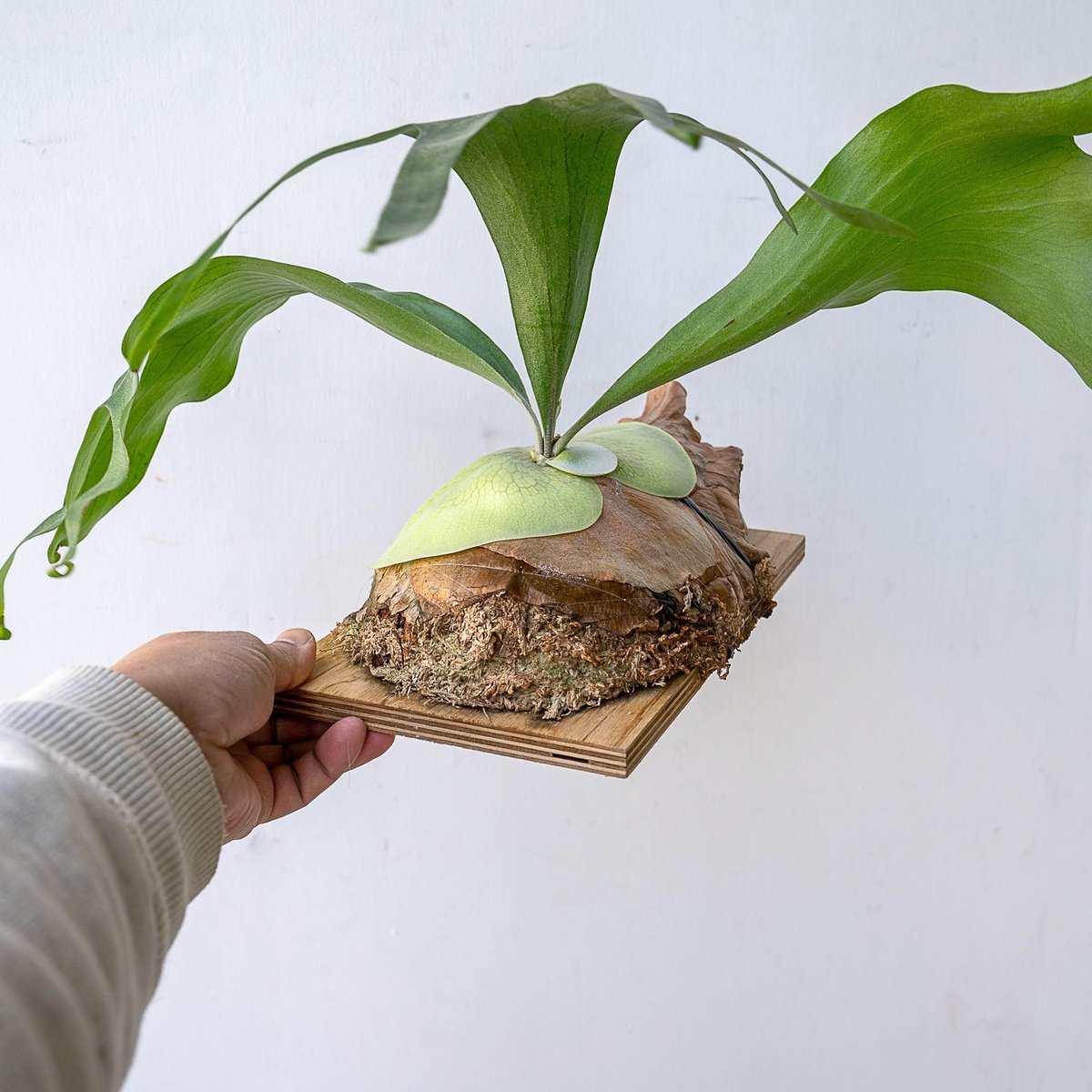 2025.11/12〜】板付ビカクシダ P.Chiang Dao（pup）_2 | IMAMA