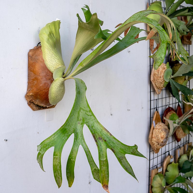 2025.11/12〜】板付ビカクシダ P. hillii 'Miss Moana'（pu