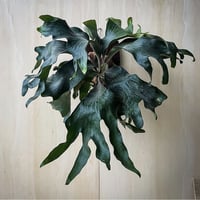 2025.8/2〜】板付ビカクシダ P. hillii Bangpung（spore） |