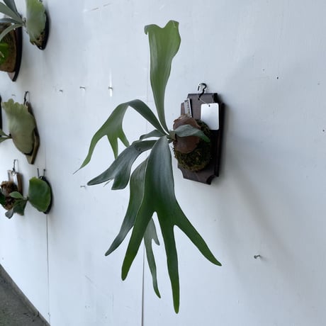 CATEGORY Veitchii | IMAMA ビカクシダ☆P. veitchii wild☆ベイチー