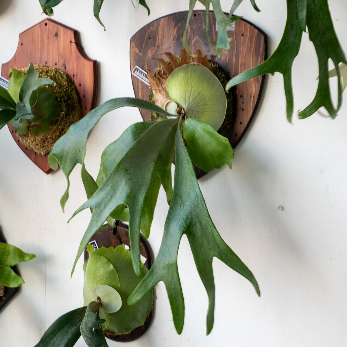 M ビカクシダ養生板 13枚セット M ビカクシダ養生板 13枚セット 2025.5/30〜】板付ビカクシダ P