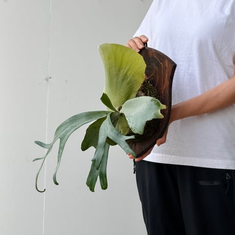 【2026.6/11〜】板付ビカクシダ　 P. willinckii sporeling