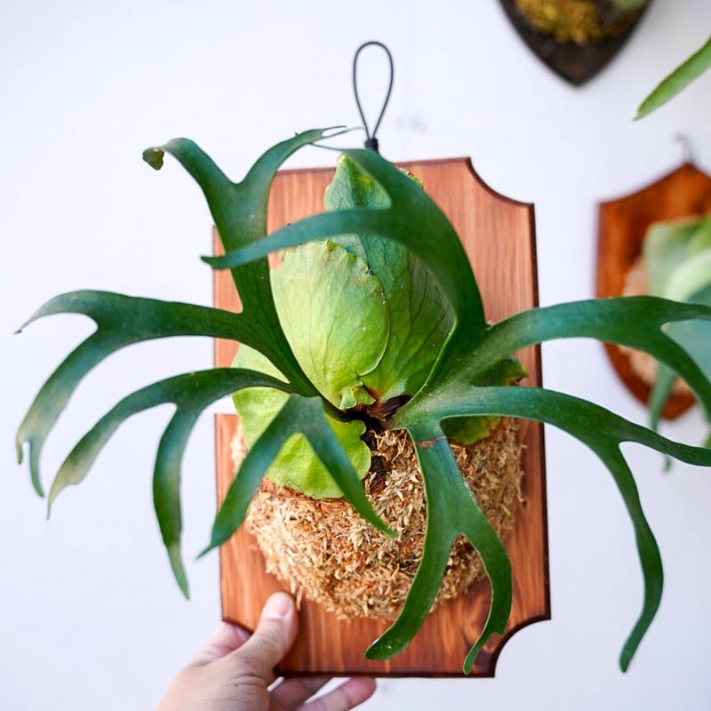 P. Flamenco (hillii x coronarium) ビカクシダ