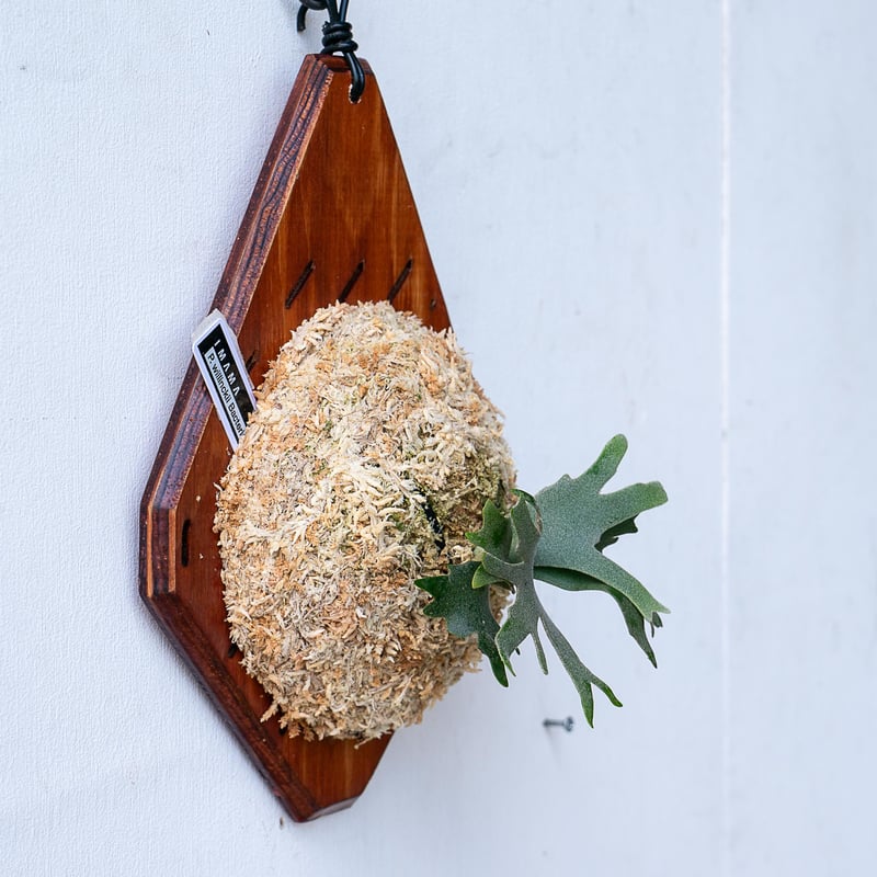 2025.11/12〜】板付ビカクシダ P. willinckii 'Bacteria'