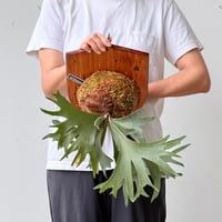 【2026.6/18〜】板付ビカクシダ　 P. veitchii × P. coronarium [TC]