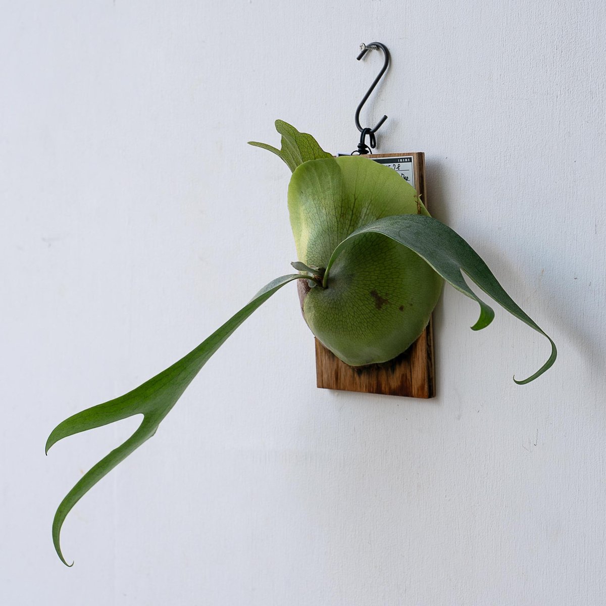 ビカクシダ　P.Saikeaw pup 中株 P. Saikeaw (pup)【artPLANTs】 ビカクシダ/Platycerium | artPLANTs