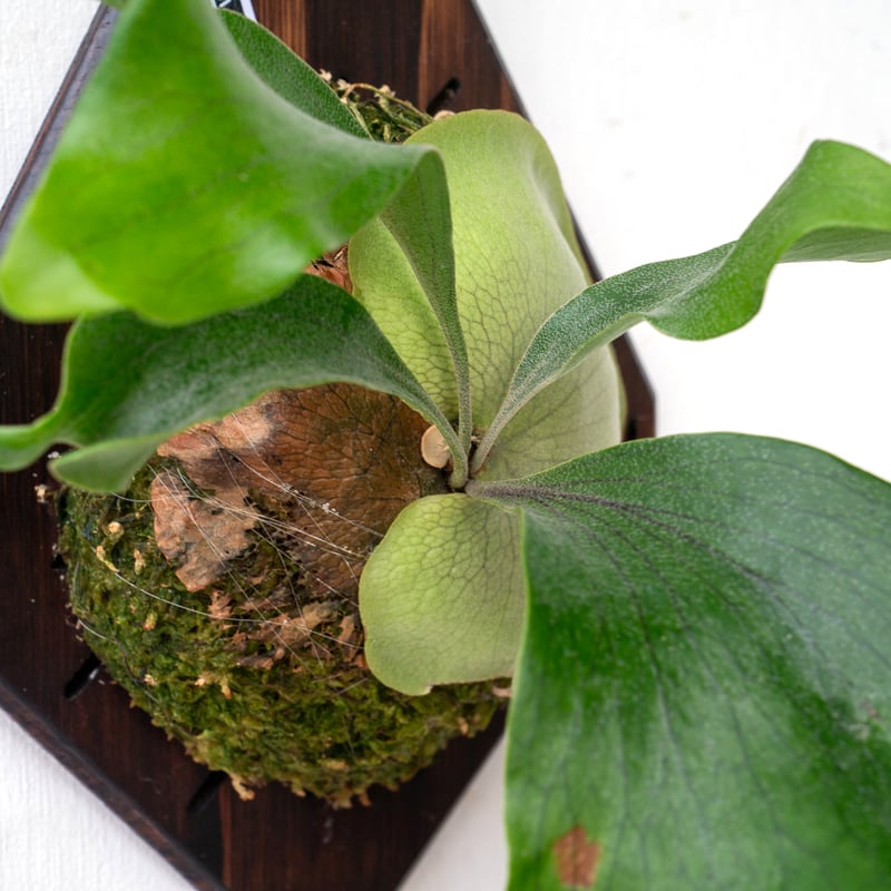 ビカクシダ P. hillii Pumilum Brazil ビカクシダ P. hillii Pumilum Brazil - メルカリ