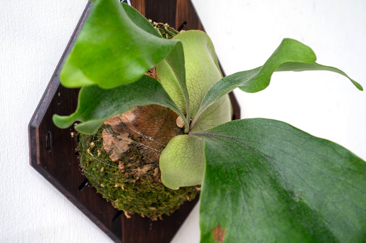 ビカクシダmr.suddan×hillii pumira kewgarden d0374829f0ec3ed2cd47e2eb39306d