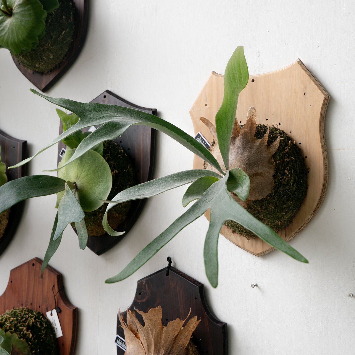 2025.9/29〜】板付ビカクシダ P. 'Pewchan#2' | IMAMA