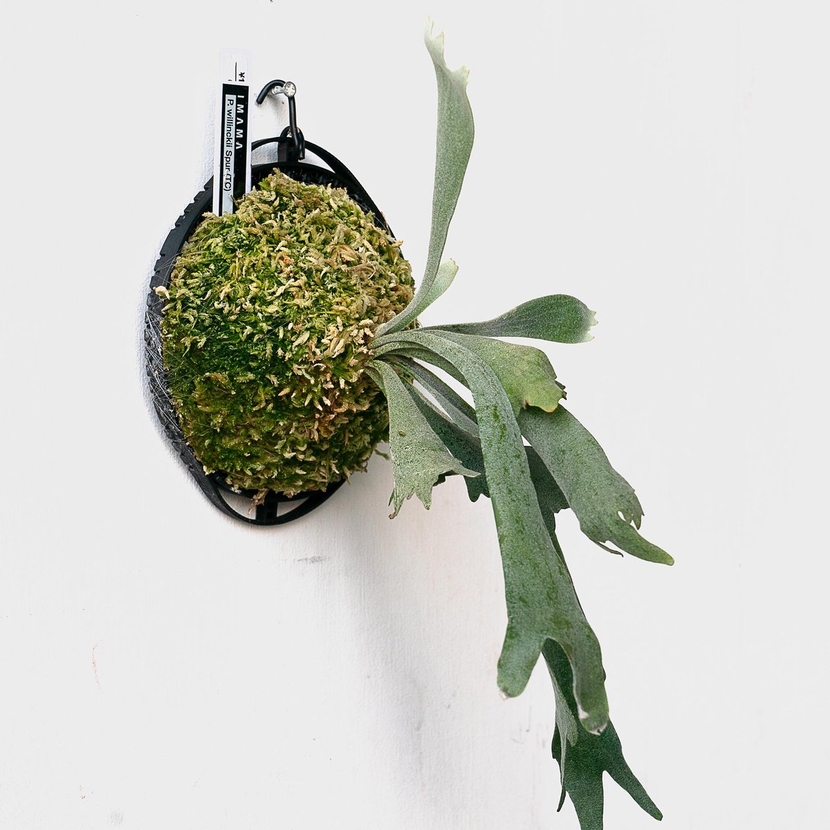 ビカクシダ　P.willinckii Spur P. willinckii 'Spur' (willinckii dwarf nook spore special