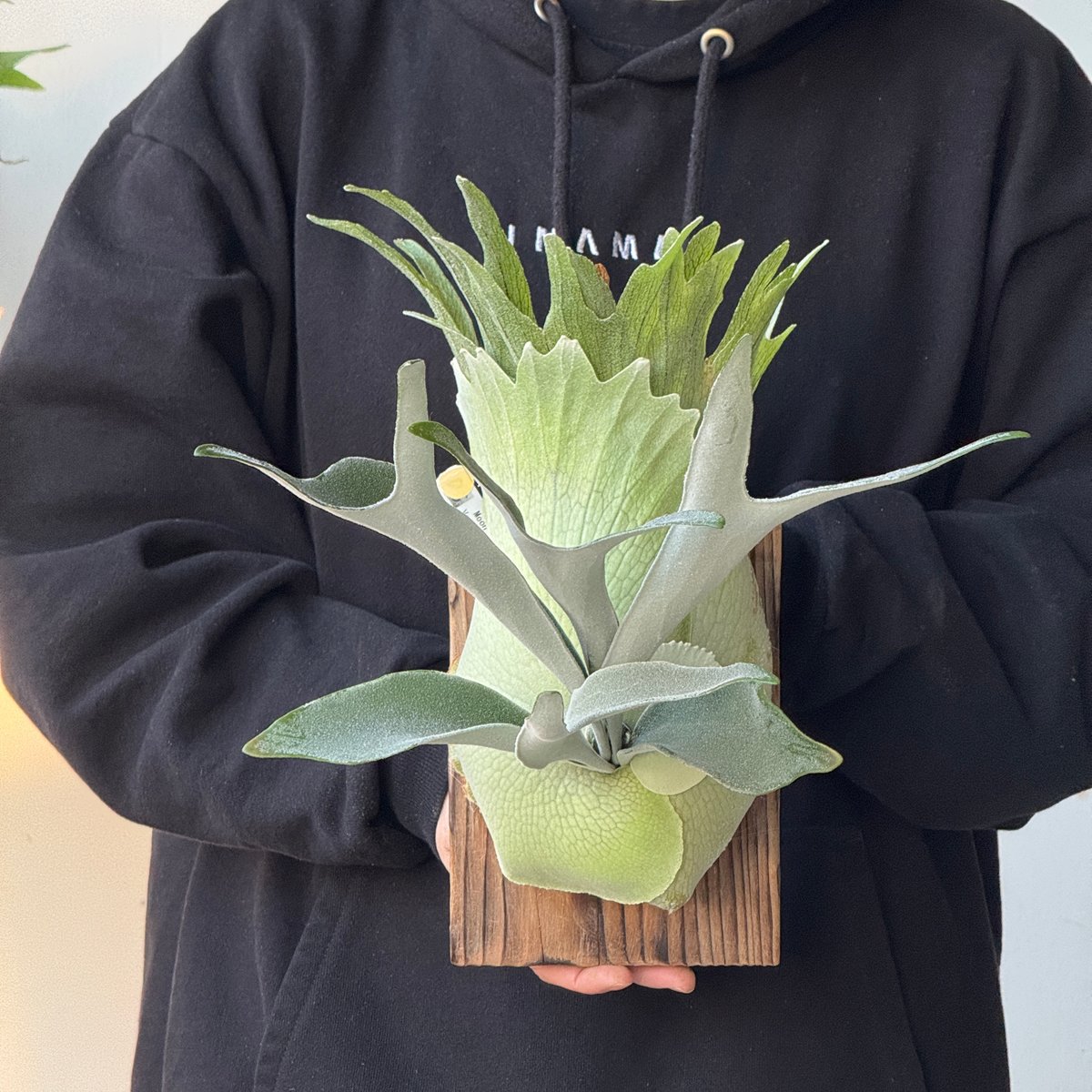 2026.5/5〜】板付ビカクシダ P. veitchii 'Suddan' sporeli