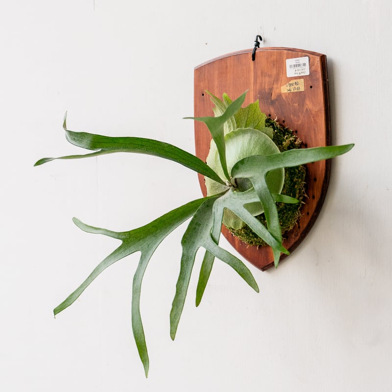 2025.11/18〜】板付ビカクシダ P. Ubon#2 （pup） | IMAMA