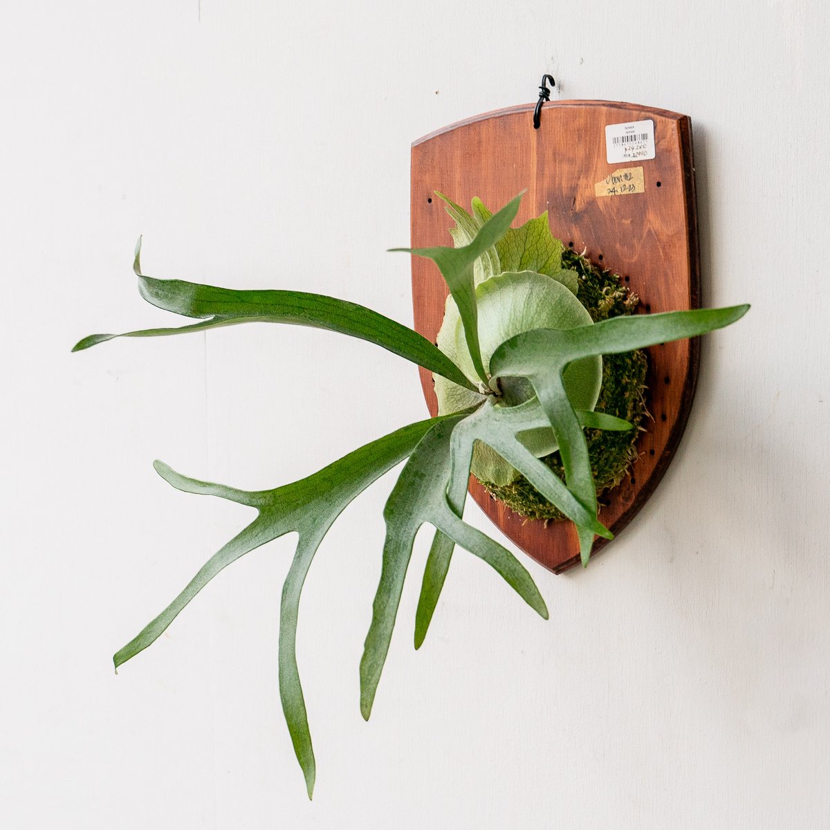 2025.11/18〜】板付ビカクシダ P. Ubon#2 （pup） | IMAMA