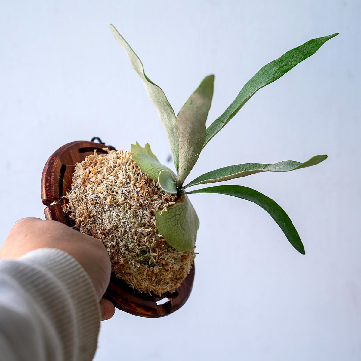 ぽち@様　ご確認用　ビカクシダ 2025.11/12〜】板付ビカクシダ P. veitchii_1 | IMAMA