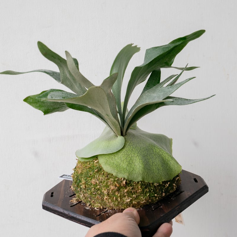 【稀少品種株】P. 'Bambi' oc/ビカクシダ 稀少品種株】P. 'Bambi' oc/ビカクシダ