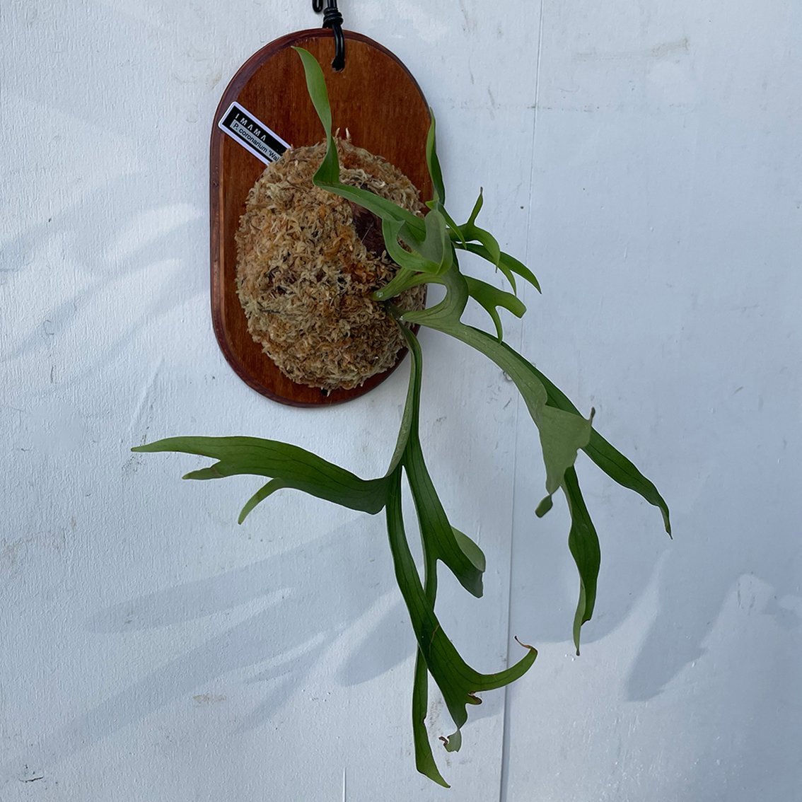 2025.6/23〜】板付ビカクシダ P. coronarium Wai Wai | IMAMA