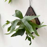 2025.9/8〜】板付ビカクシダ P. Pegasus(pup) | IMAMA 2025.9/8〜】板付ビカクシダ P. Pegasus(pup) | IMAMA