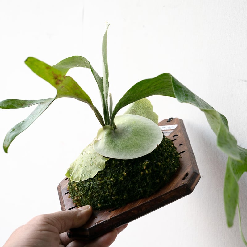 2025.11/22〜】板付ビカクシダ P. Demeter（pup） | IMAMA