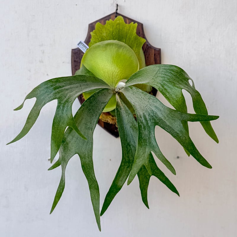 アフター縁日】板付ビカクシダ P. willinckii × P. maserati |