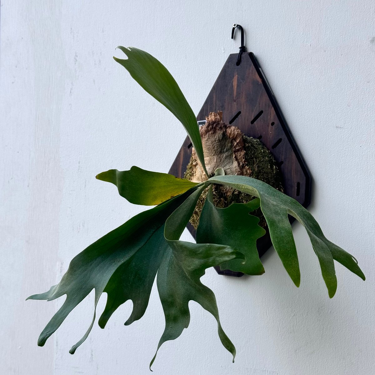 2025.3/25〜】板付ビカクシダ P. SS Foong（TC）_2 | IMAMA