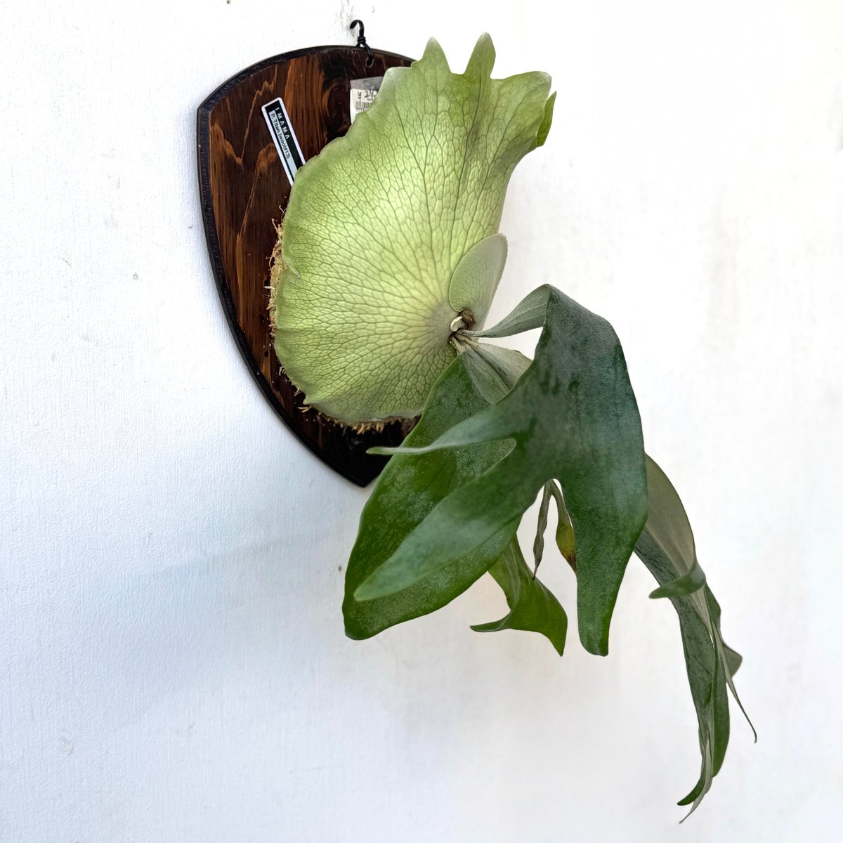 板付ビカクシダ P. Titan woot#13 | IMAMA