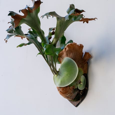 ビカクシダ | STORES